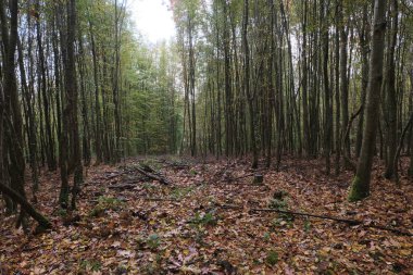 Kış boyunca doğadaki ağaçlar. Çeşitli türler.