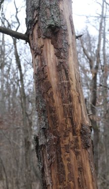 Kış boyunca doğadaki ağaçlar. Çeşitli türler.