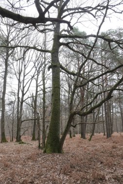 Kış boyunca doğadaki ağaçlar. Çeşitli türler.