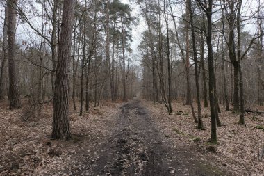 Kış boyunca doğadaki ağaçlar. Çeşitli türler.