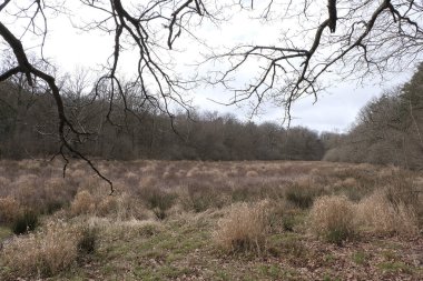 Kış boyunca doğadaki ağaçlar. Çeşitli türler.