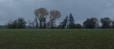 Kış boyunca doğadaki ağaçlar. Çeşitli türler.