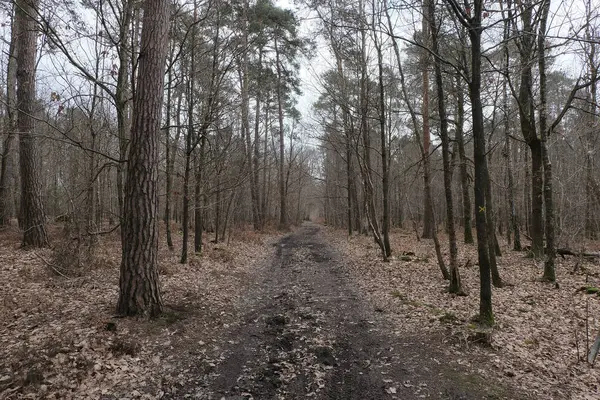 Kış boyunca doğadaki ağaçlar. Çeşitli türler.