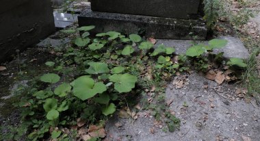 Eski bir mezarlığı ele geçiren bitki çeşitliliği. Mezar taşlarına, yere, merdivenlere, patikalara vs. Montparnasse ve Pere Lachaise (Paris, Fransa).