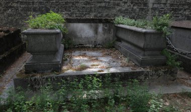 Eski bir mezarlığı ele geçiren bitki çeşitliliği. Mezar taşlarına, yere, merdivenlere, patikalara vs. Montparnasse ve Pere Lachaise (Paris, Fransa).