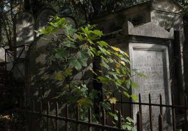 Eski bir mezarlığı ele geçiren bitki çeşitliliği. Mezar taşlarına, yere, merdivenlere, patikalara vs. Montparnasse ve Pere Lachaise (Paris, Fransa).