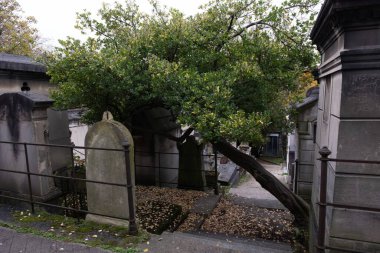 Eski bir mezarlığı ele geçiren bitki çeşitliliği. Mezar taşlarına, yere, merdivenlere, patikalara vs. Montparnasse ve Pere Lachaise (Paris, Fransa).