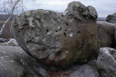 Kayalık bir ormanda, Fransa 'daki Fontainebleau ormanında doğal çeşitlilik.