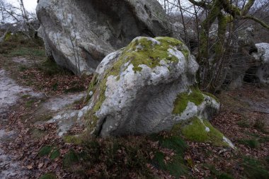 Kayalık bir ormanda, Fransa 'daki Fontainebleau ormanında doğal çeşitlilik.