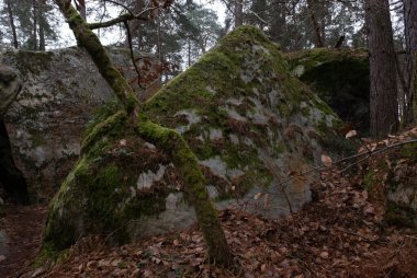 Kayalık bir ormanda, Fransa 'daki Fontainebleau ormanında doğal çeşitlilik.