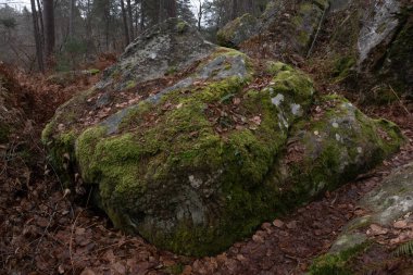 Kayalık bir ormanda, Fransa 'daki Fontainebleau ormanında doğal çeşitlilik.