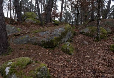 Kayalık bir ormanda, Fransa 'daki Fontainebleau ormanında doğal çeşitlilik.