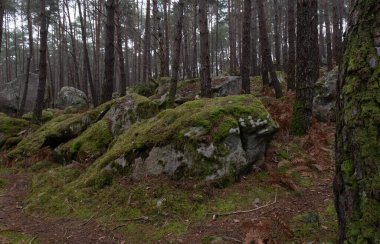 Kayalık bir ormanda, Fransa 'daki Fontainebleau ormanında doğal çeşitlilik.
