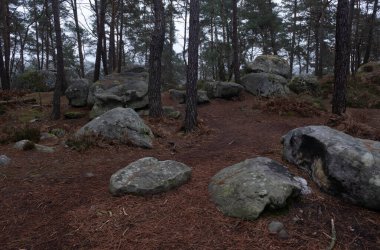 Kayalık bir ormanda, Fransa 'daki Fontainebleau ormanında doğal çeşitlilik.