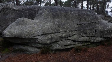 Kayalık bir ormanda, Fransa 'daki Fontainebleau ormanında doğal çeşitlilik.