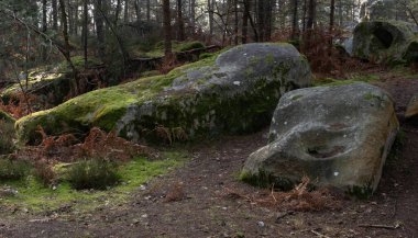 Kayalık bir ormanda, Fransa 'daki Fontainebleau ormanında doğal çeşitlilik.