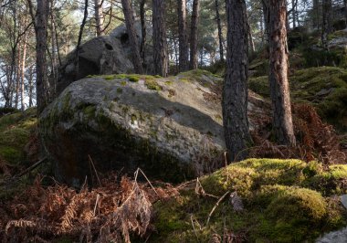 Kayalık bir ormanda, Fransa 'daki Fontainebleau ormanında doğal çeşitlilik.