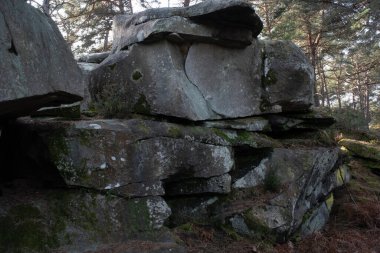Kayalık bir ormanda, Fransa 'daki Fontainebleau ormanında doğal çeşitlilik.