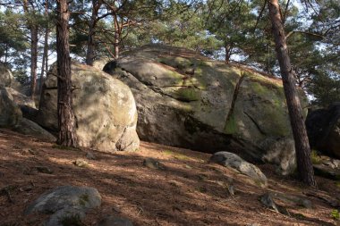 Kayalık bir ormanda, Fransa 'daki Fontainebleau ormanında doğal çeşitlilik.