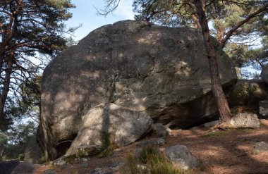 Kayalık bir ormanda, Fransa 'daki Fontainebleau ormanında doğal çeşitlilik.