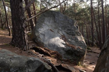Kayalık bir ormanda, Fransa 'daki Fontainebleau ormanında doğal çeşitlilik.