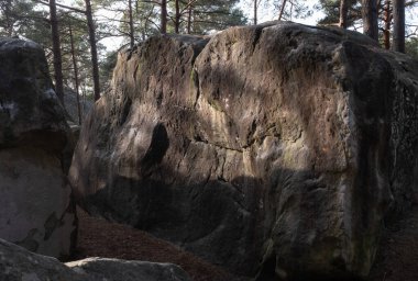 Kayalık bir ormanda, Fransa 'daki Fontainebleau ormanında doğal çeşitlilik.