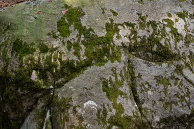 Kayalık bir ormanda, Fransa 'daki Fontainebleau ormanında doğal çeşitlilik.