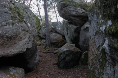 Kayalık bir ormanda, Fransa 'daki Fontainebleau ormanında doğal çeşitlilik.