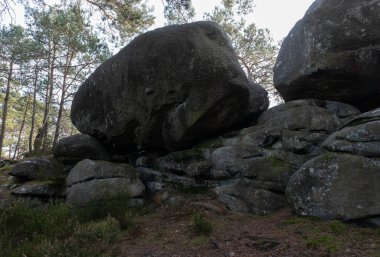 Kayalık bir ormanda, Fransa 'daki Fontainebleau ormanında doğal çeşitlilik.