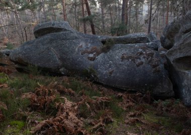 Kayalık bir ormanda, Fransa 'daki Fontainebleau ormanında doğal çeşitlilik.