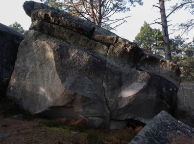 Kayalık bir ormanda, Fransa 'daki Fontainebleau ormanında doğal çeşitlilik.