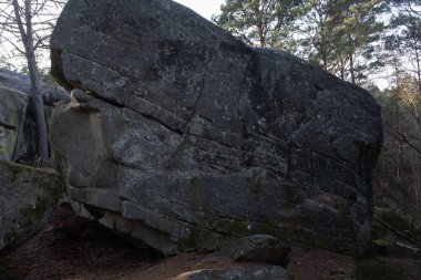 Kayalık bir ormanda, Fransa 'daki Fontainebleau ormanında doğal çeşitlilik.