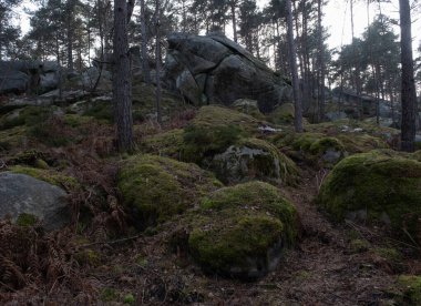 Kayalık bir ormanda, Fransa 'daki Fontainebleau ormanında doğal çeşitlilik.