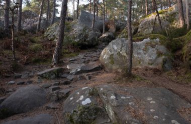 Kayalık bir ormanda, Fransa 'daki Fontainebleau ormanında doğal çeşitlilik.