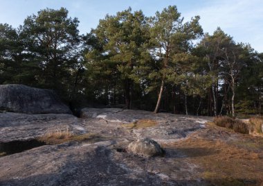 Kayalık bir ormanda, Fransa 'daki Fontainebleau ormanında doğal çeşitlilik.