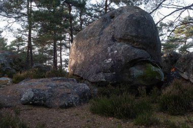 Kayalık bir ormanda, Fransa 'daki Fontainebleau ormanında doğal çeşitlilik.