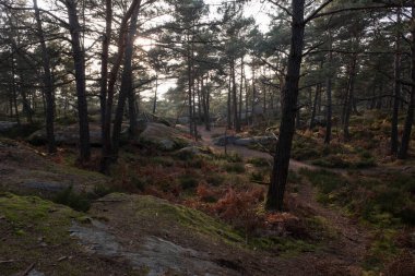 Kayalık bir ormanda, Fransa 'daki Fontainebleau ormanında doğal çeşitlilik.