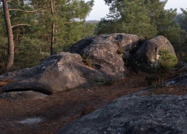 Kayalık bir ormanda, Fransa 'daki Fontainebleau ormanında doğal çeşitlilik.