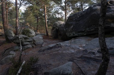Kayalık bir ormanda, Fransa 'daki Fontainebleau ormanında doğal çeşitlilik.