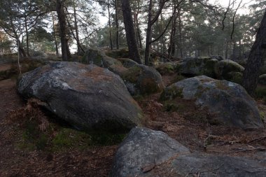 Kayalık bir ormanda, Fransa 'daki Fontainebleau ormanında doğal çeşitlilik.