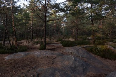 Kayalık bir ormanda, Fransa 'daki Fontainebleau ormanında doğal çeşitlilik.