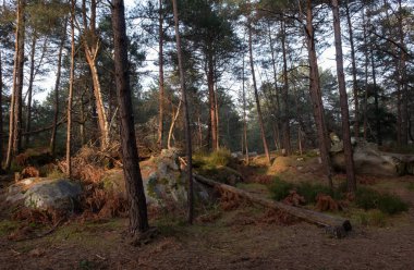 Kayalık bir ormanda, Fransa 'daki Fontainebleau ormanında doğal çeşitlilik.
