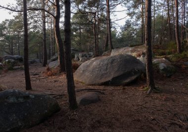 Kayalık bir ormanda, Fransa 'daki Fontainebleau ormanında doğal çeşitlilik.