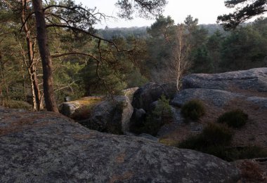 Kayalık bir ormanda, Fransa 'daki Fontainebleau ormanında doğal çeşitlilik.