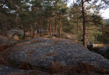 Kayalık bir ormanda, Fransa 'daki Fontainebleau ormanında doğal çeşitlilik.