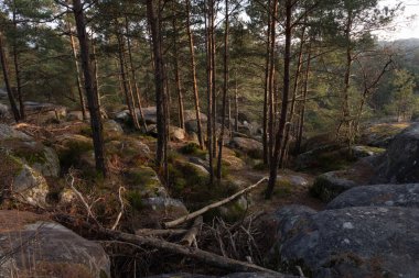 Kayalık bir ormanda, Fransa 'daki Fontainebleau ormanında doğal çeşitlilik.