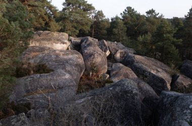 Kayalık bir ormanda, Fransa 'daki Fontainebleau ormanında doğal çeşitlilik.