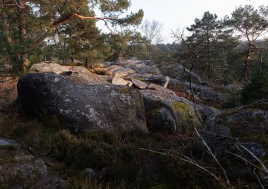 Kayalık bir ormanda, Fransa 'daki Fontainebleau ormanında doğal çeşitlilik.