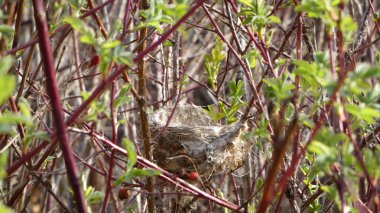 Kahverengi dallar ve yeşil yapraklarla çevrili çalıların arasında boş bir kuş yuvası.