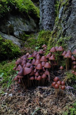 Yoğun bir kahverengi mantar kümesi, kayalar ve yumuşak orman zeminindeki bitki örtüsüyle çevrili, yemyeşil bir ormandaki yosun kaplı bir ağacın dibinde yetişir.